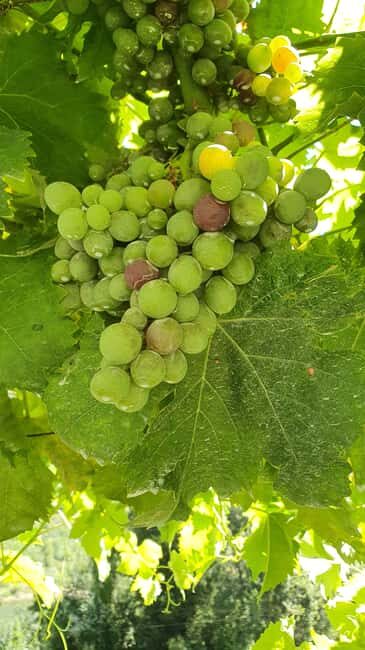 From Porto Day Douro Valley Wine Tour 2 Wine Tasting & Lunch - FAQ