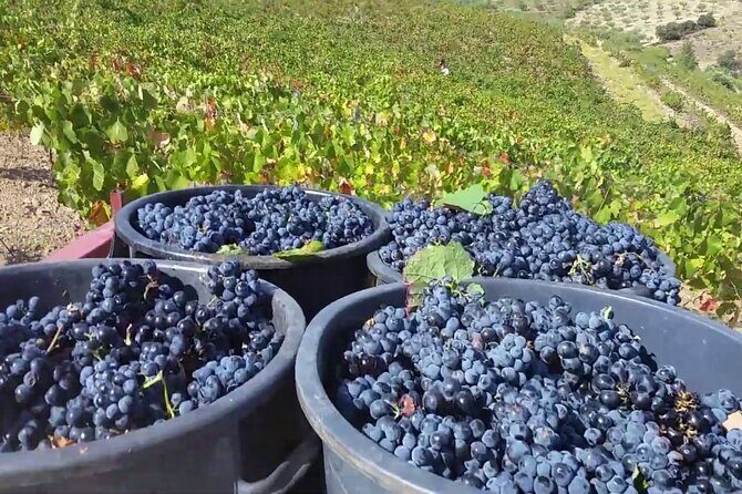 From Porto: Douro Valley Tour with 2 Wineries, Lunch and Cruise - Scenic Boat Ride on the Douro River