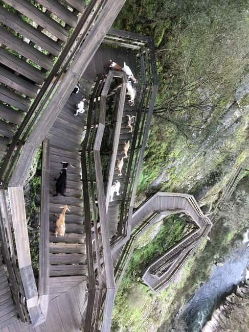 From Porto - Paiva Walkways and Suspension Bridge - Exploring the Arouca Walkways: A Closer Look