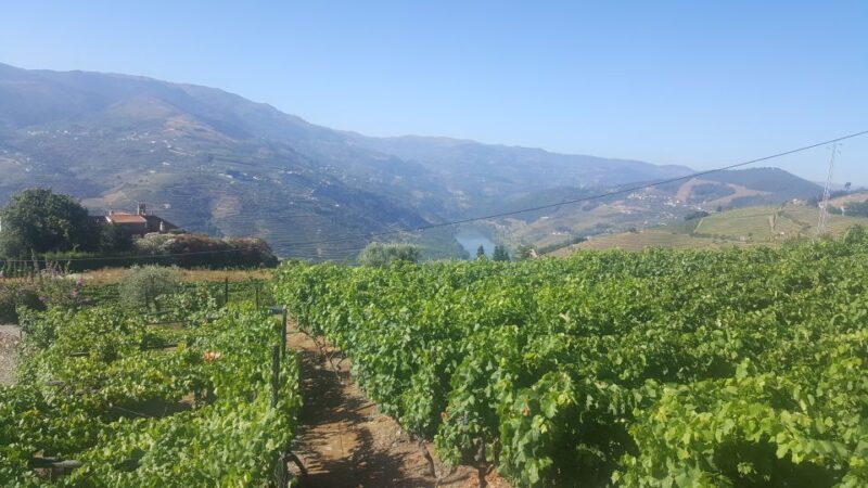 From Porto: Private Douro Valley Tour with Booking Service - Overall Value and Experience