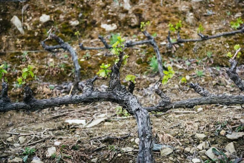 From Porto: Small Group Douro Valley Tour with Wine & Cruise - Lunch in the Douro Valley