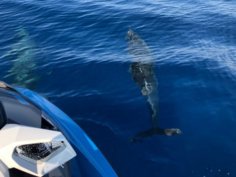 From Propriano, Jetski tour Cala d' Aguillia - 2 h - Final Thoughts