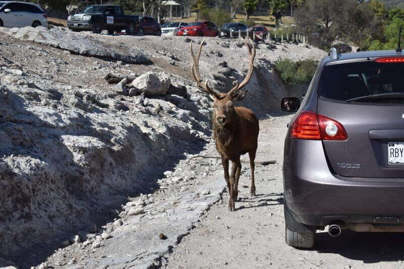 From Puebla: Africam Safari Private Tour all included - Zones and Additional Attractions