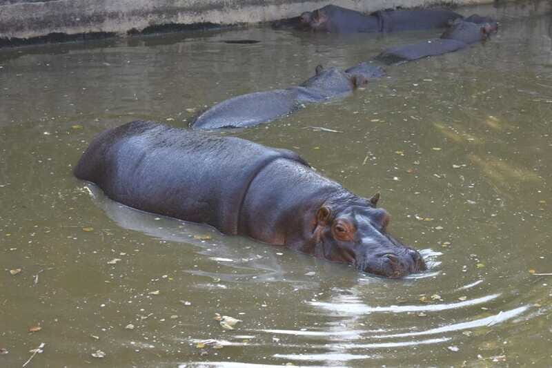 From Puebla: Africam Safari Private Tour all included - Authenticity and Audience