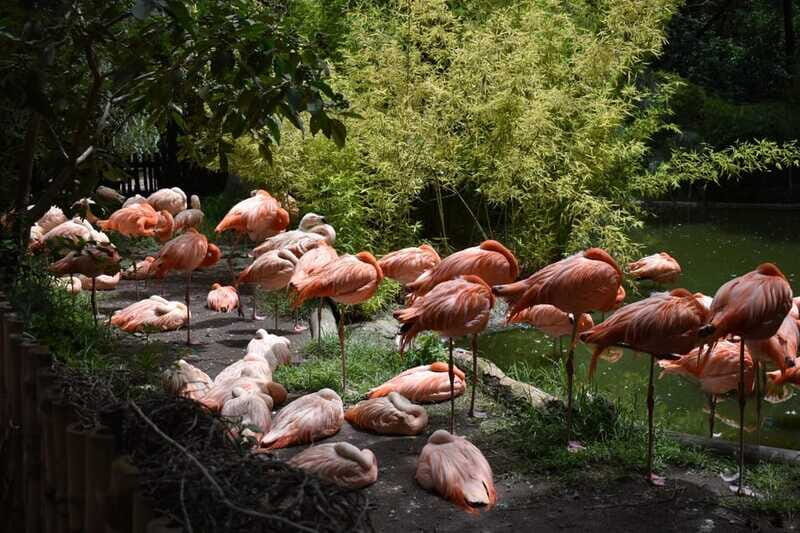 From Puebla: Africam Safari Private Tour all included - The Sum Up