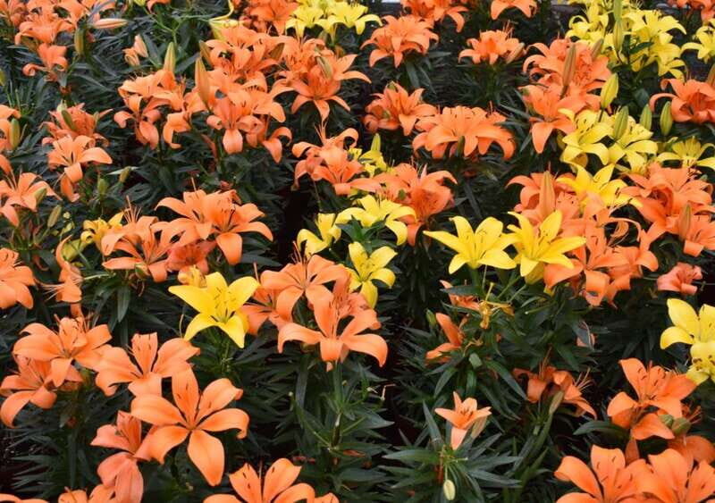 From Puebla: Atlixco & Atlimeyaya Private Tour all included - Is This Tour Right for You?