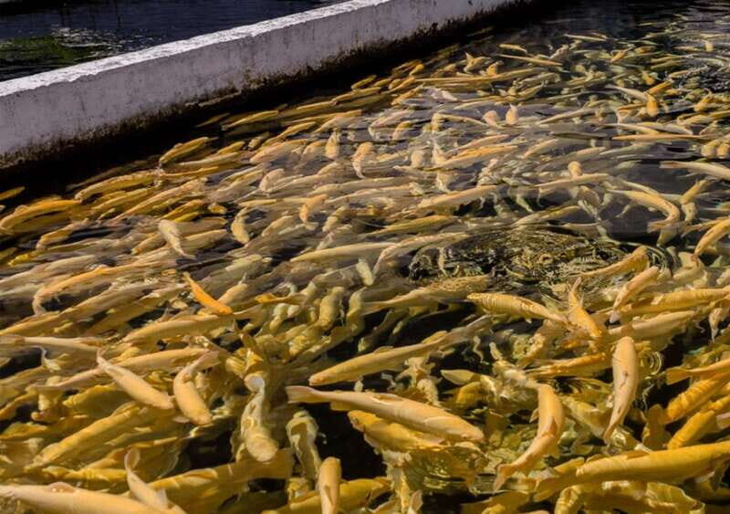 From Puebla: Cholula and Atlixco Private Tour all included - Exploring the Journey Step-by-Step