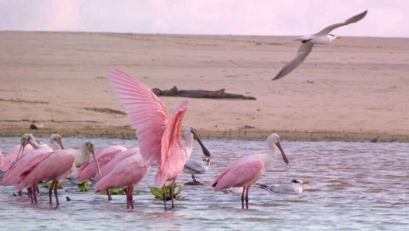 From Puerto Escondido: Birdwatching on a Boat - Who Is This Tour Best For?
