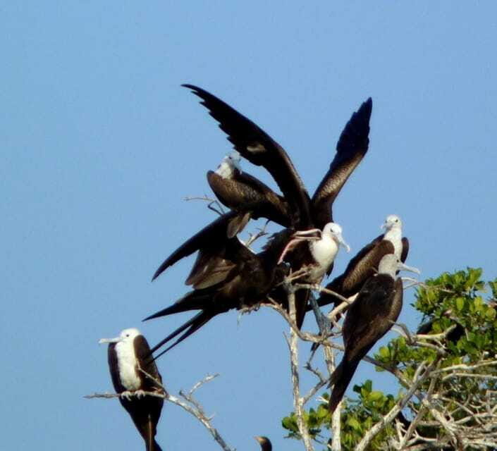 From Puerto Escondido: Birdwatching on a Boat - The Sum Up: Is It Worth It?