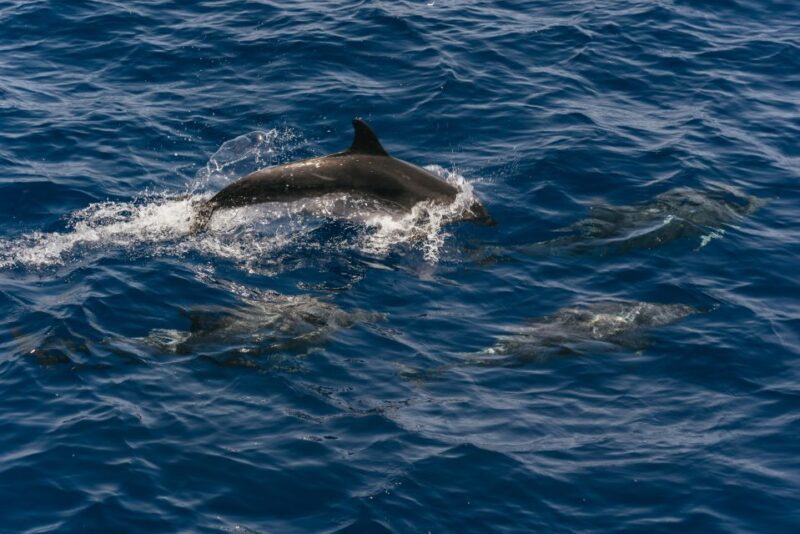 From Puerto Rico de Gran Canaria: Dolphin Watching Cruise - An Honest Look at the Dolphin Watching Tour