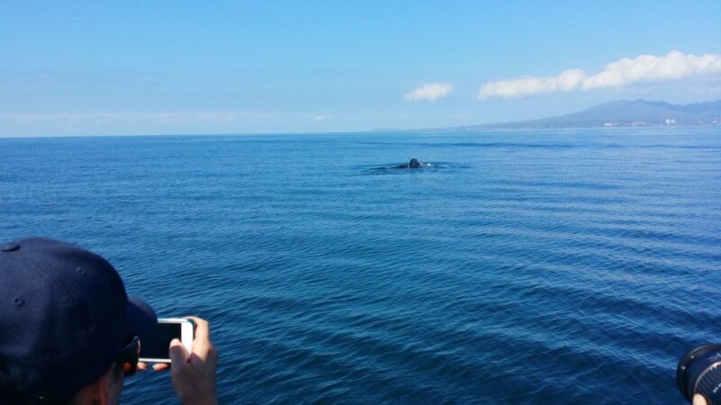 From Puerto Vallarta/Nuevo Vallarta: Whale Watching Cruise - The Final Verdict: Who Will Love This Tour?