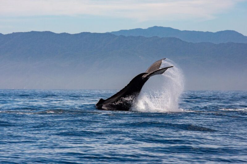 From Puerto Vallarta/Nuevo Vallarta: Whale Watching Cruise - Frequently Asked Questions