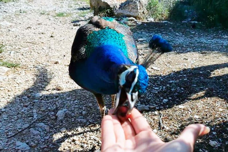 From Pula: Island Stop and National Park Day Cruise - Free Time and Flexibility