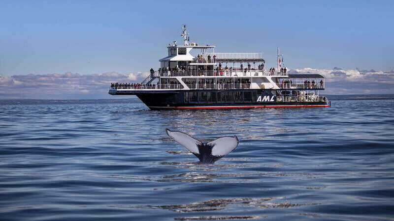 From Quebec City: Whale Watching Excursion Full-Day Trip - Key Points