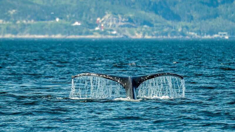 From Quebec City: Whale Watching Excursion Full-Day Trip - An In-Depth Look at the Whale Watching Tour