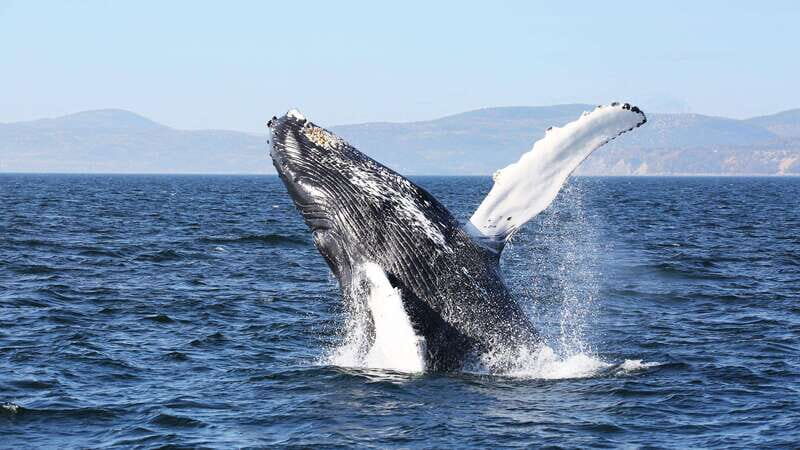 From Quebec City: Whale Watching Excursion Full-Day Trip - Final Thoughts