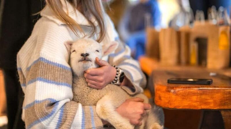 From Queenstown: Coach, Farm Tour & Milford Nature Cruise - An In-Depth Look at This Fiordland Adventure