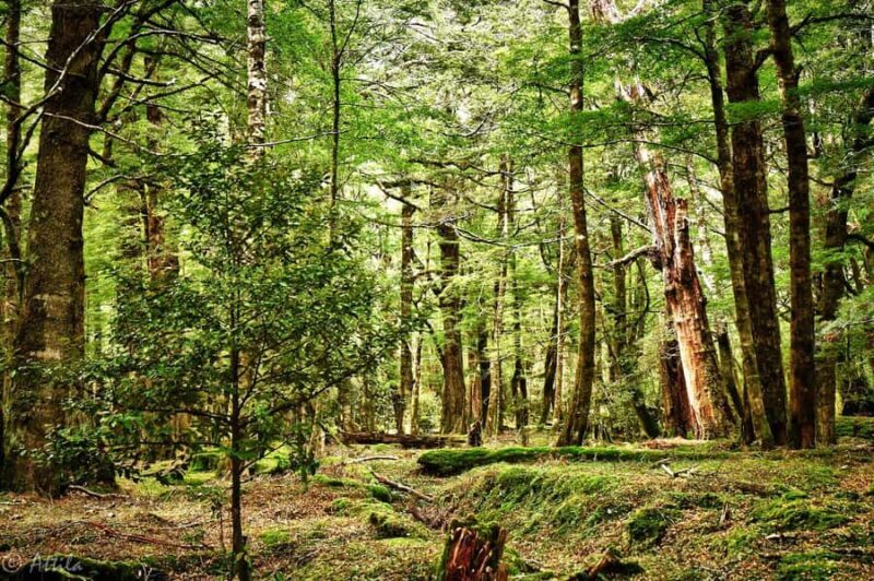 From Queenstown: Lord Of The Rings Tour to Glenorchy - Final Thoughts: Who Should Take This Tour?