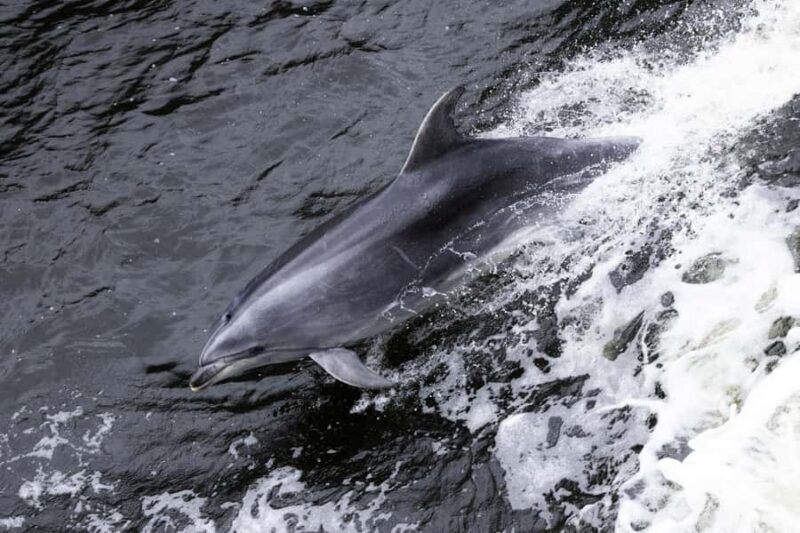 From Queenstown: Milford Sound Business Class with Cruise - Pricing and Value