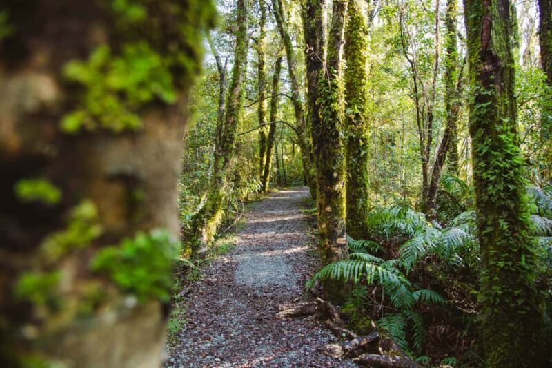 From Queenstown: Milford Sound Scenic Flight & Nature Tour - Who Will Love This Tour?