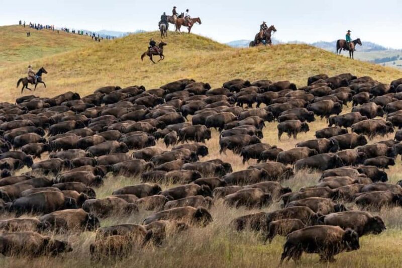 From Rapid City: Custer State Park Buffalo Roundup Tour - Key Points