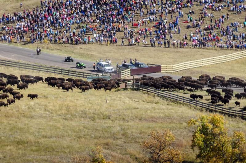 From Rapid City: Custer State Park Buffalo Roundup Tour - A Practical Guide to the Buffalo Roundup Tour