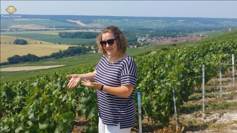 From Reims: Champagne Day Trip to Two Local Domains & Lunch - An In-Depth Look at the Experience