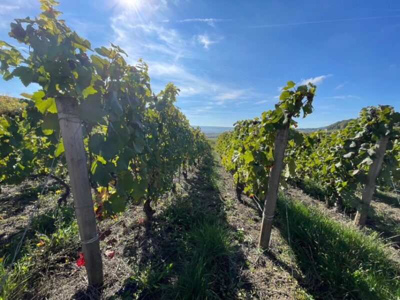 From Reims/Epernay: Champagne half-day tour (small group) - Visiting Independent Champagne Cellars