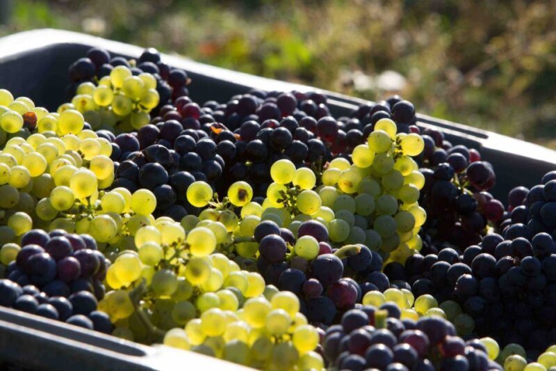 From Reims/Epernay:The Connoisseurs Private Tour 9 tastings - Discovering Champagne: A Deep Dive into the Private Connoisseurs Tour