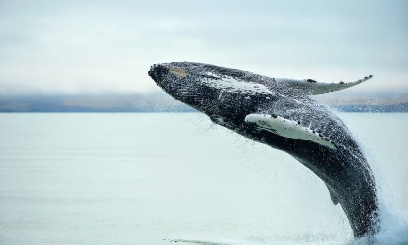 From Reykjavik: Full Day Whale Watching & Golden Circle Tour - Frequently Asked Questions