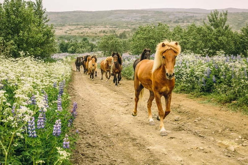 From Reykjavík: Icelandic Horse Riding Tour in Lava Fields - An In-Depth Look at the Lava Field Horse Ride