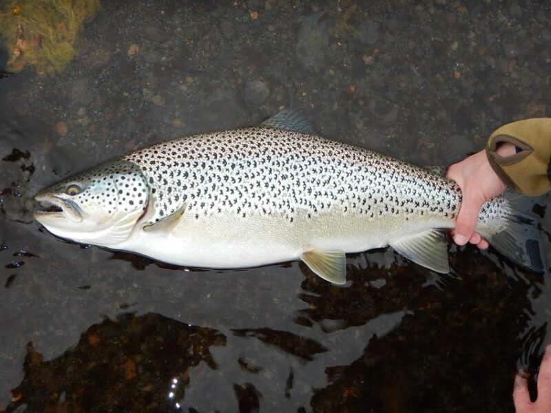 From Reykjavik: Lake and River Fishing Tour - The Experience Provider and Booking Details