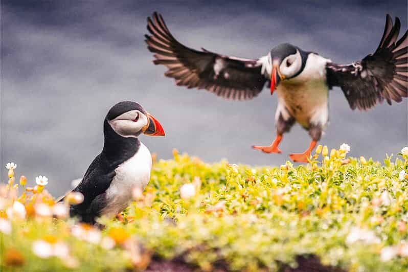 From Reykjavik: Puffin and Volcano Tour in Westman Islands - From Reykjavik: Puffin and Volcano Tour in Westman Islands — A Detailed Look