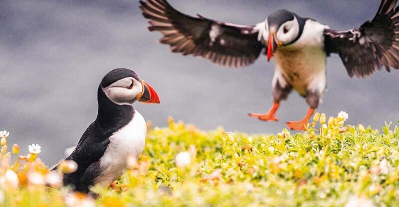 From Reykjavik: Puffin and Volcano Tour in Westman Islands - The Practical Side: Transportation, Guides, and Cost