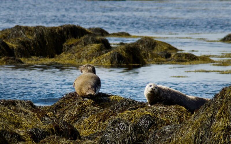 From Reykjavik: Snaefellsnes - Small Group, Lunch Included - Exploring the Snaefellsnes Peninsula: Nature’s Iceland in Miniature