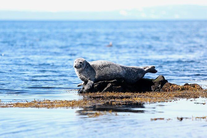 From Reykjavik: Snaefellsness Peninsula small group day tour - An In-Depth Look at the Snæfellsnes Peninsula Tour