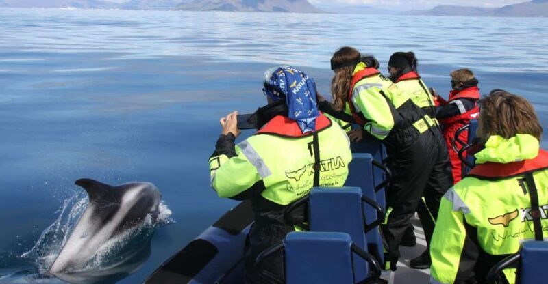 From Reykjavik: Whale Watching Tour by Speedboat - Wildlife Encounters and What You Might See