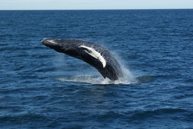 From Reykjavik: Whale Watching Tour - FAQ
