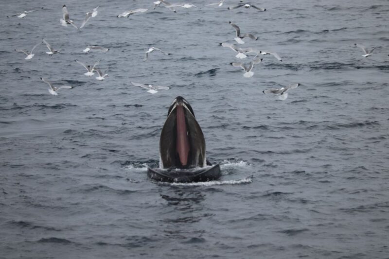 From Reykjavik: Whale Watching Tour - Final Thoughts