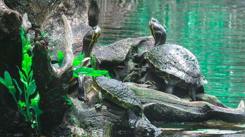 From Riviera Maya: 3 Cenotes Adventure Tour with Lunch - Key Points for Your Cenotes Adventure