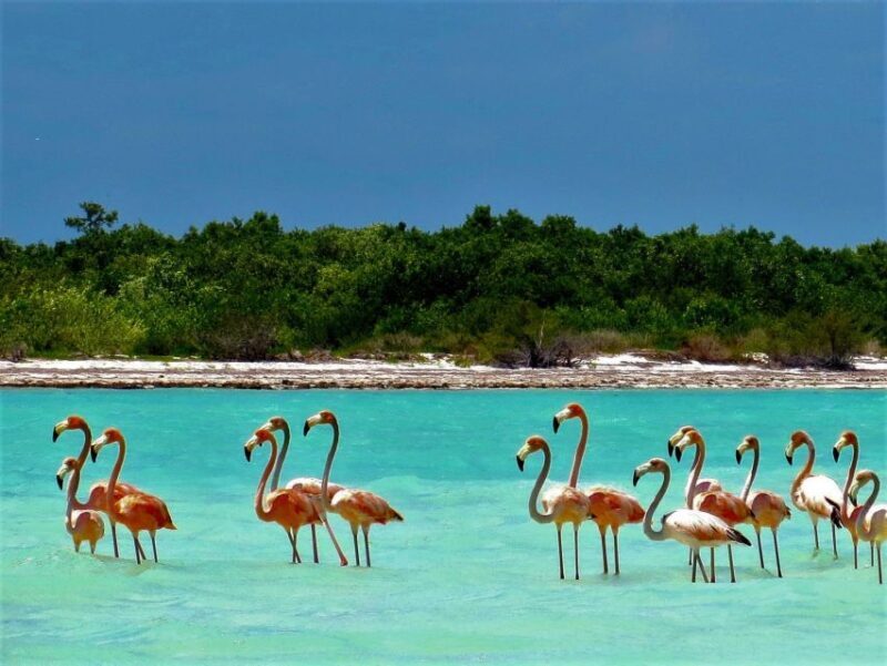 From Riviera Maya: Holbox Full-Day Tour with Lunch - The Experience: What Travelers Are Saying