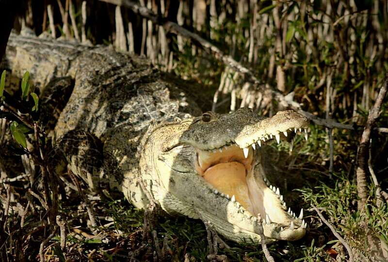 From Riviera Maya: Sian Ka'an Half Day Tour w/ Lunch - Key Points