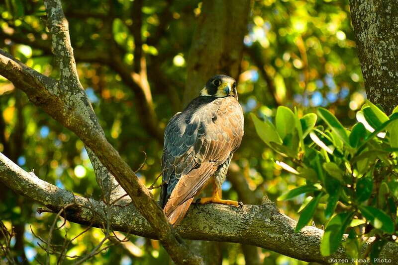 From Riviera Maya : Sian Ka'an Muyil Birdwatching with Guide - An In-Depth Look at the Tour Experience