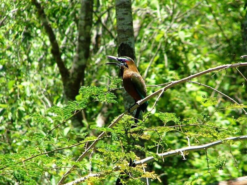 From Riviera Maya : Sian Ka'an Muyil Birdwatching with Guide - Final Thoughts: Is It Worth It?