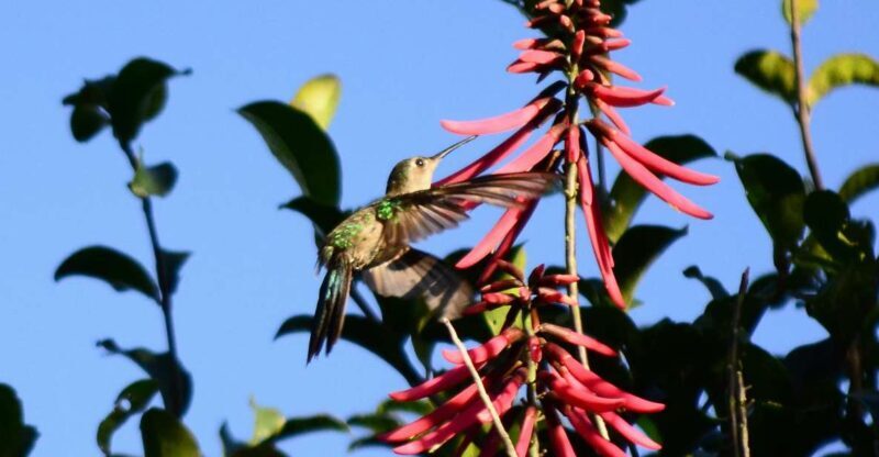 From Riviera Maya : Sian Ka'an Muyil Birdwatching with Guide - FAQ
