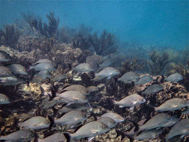 From Riviera Maya: Snorkeling & Private Cenote Half-Day Tour - FAQ