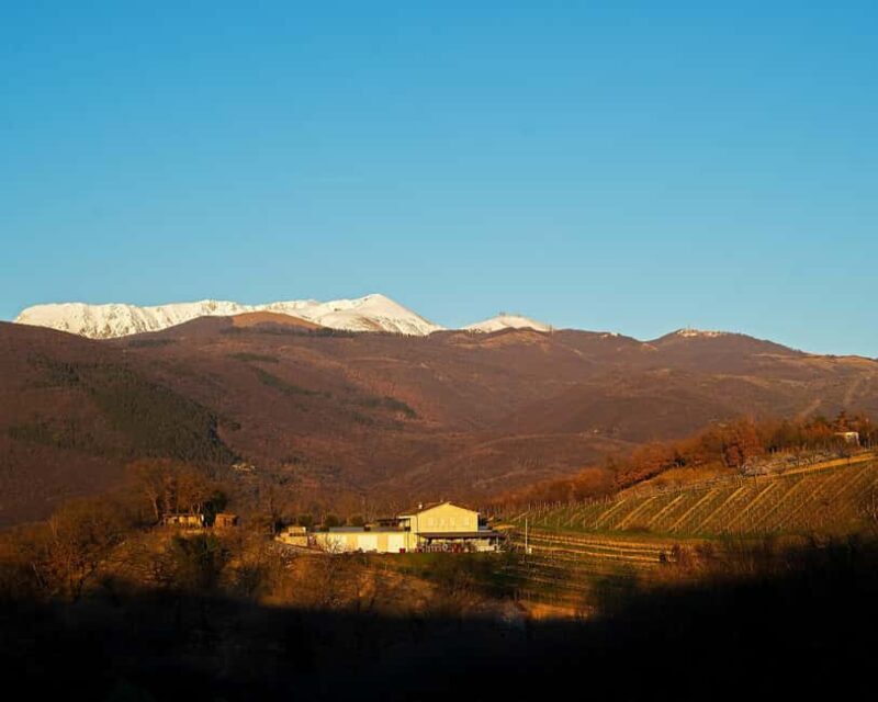 From Rome: Cantina Le Macchie Winery Tour and Tasting - A Closer Look at the Tour