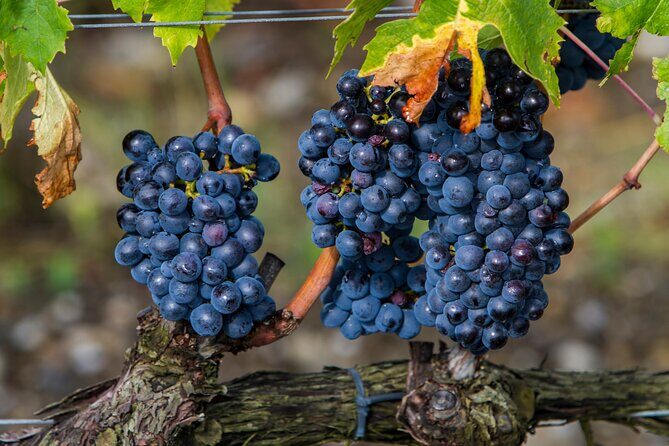 from Rome Montepulciano and Montalcino, the Wine Routes - Exploring Montepulciano: Renaissance Charm and Hidden Gems