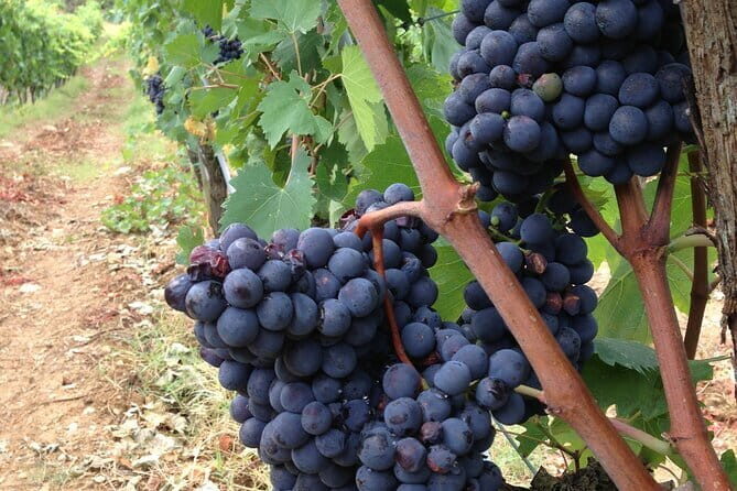 From Rome: Tuscany Wine Tour, San Gimignano & Florence - Possible Considerations