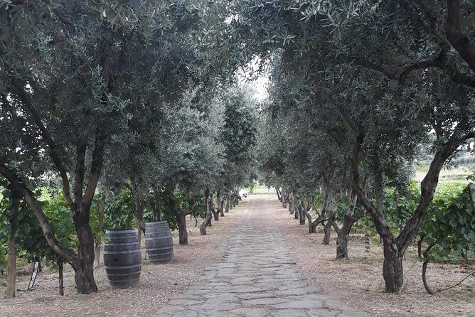 From Rome: Wine tasting and Nemi - Private transportation - FAQ